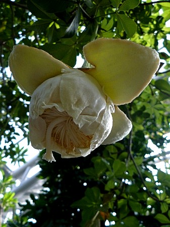バオバブの花
