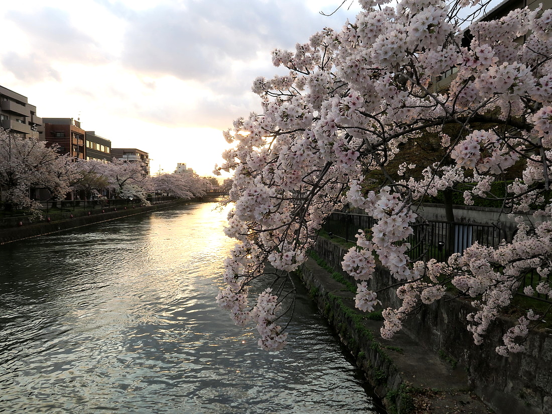 黄昏の桜